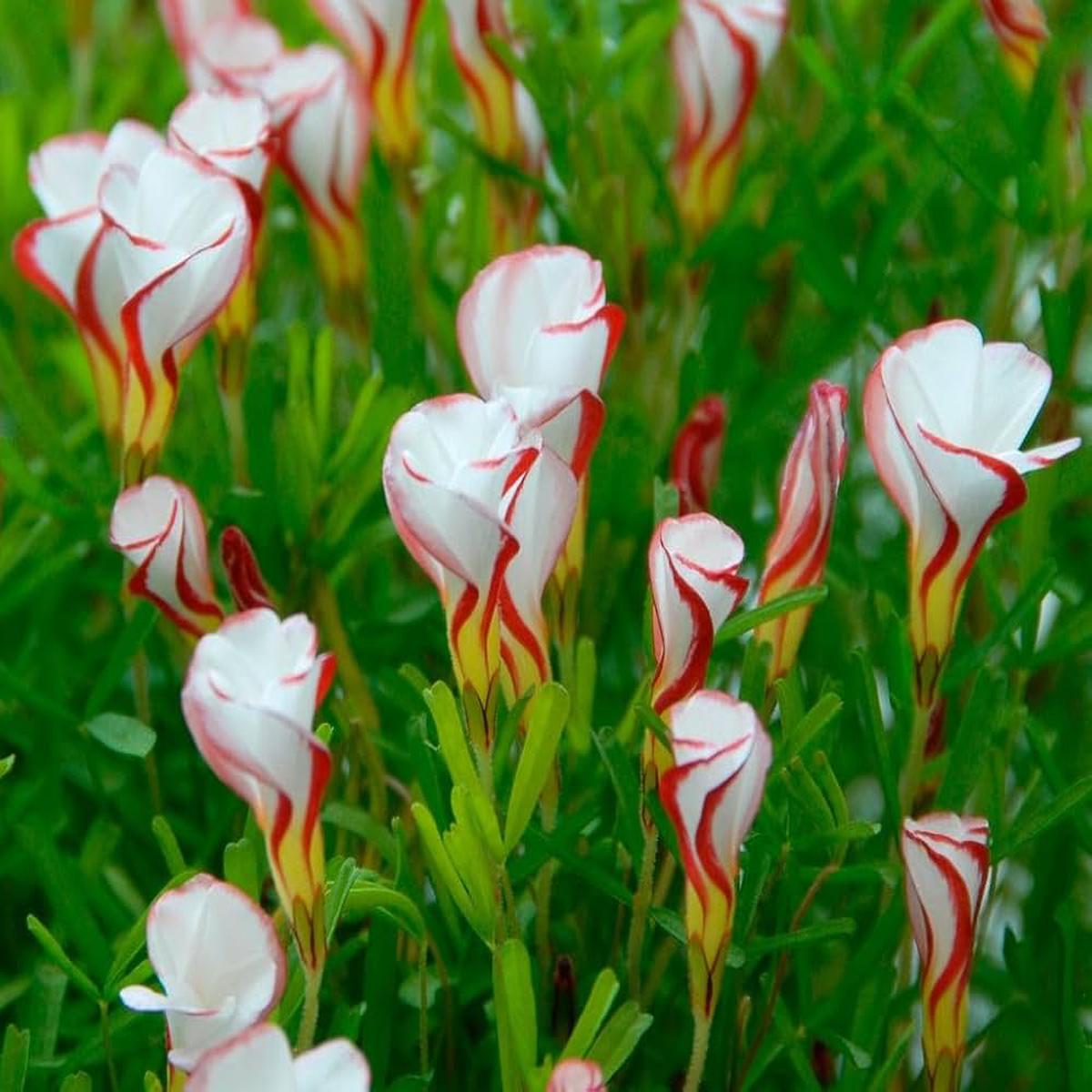 Red White Oxalis Flower Seeds for Planting  Cut Flower Favorite, Heirloom & Non-GMO Seeds for Home Garden