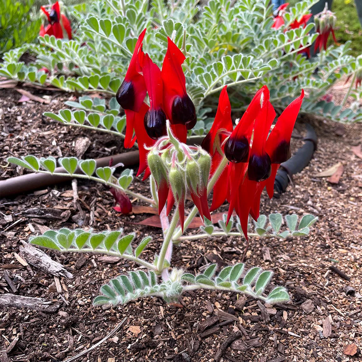 Sturt’s Flower seeds for Planting – Fragrant Blossoms, Heirloom & GMO Free Seeds for Home Garden