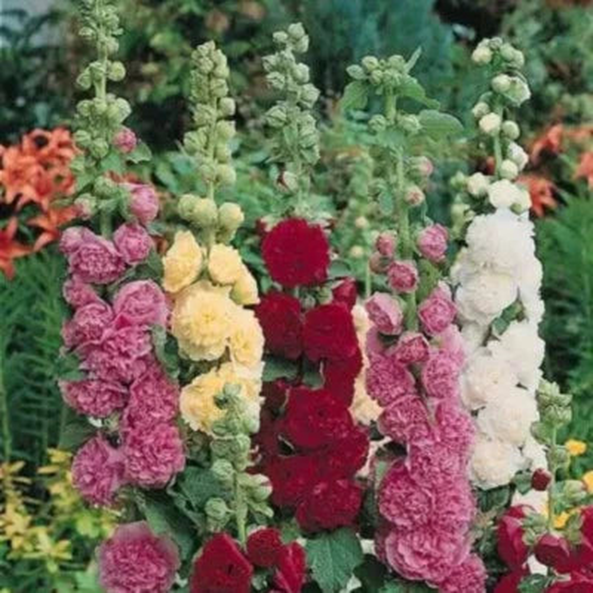 Summer Carnival Mix Hollyhock SEEDS Flowers Easy Non-GMO TX USA  Heirloom