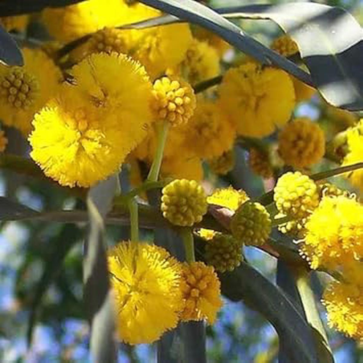 Yellow Acacia Perennial Flower Seeds for Planting, Heirloom Non-GMO Organic Garden Seeds