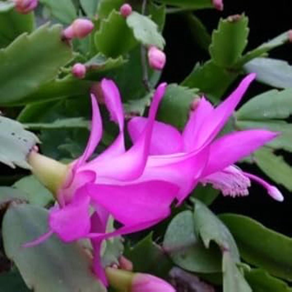 Zygocactus Purple Flower Seeds for Planting  Organic Heirloom Non-GMO Succulent Seeds