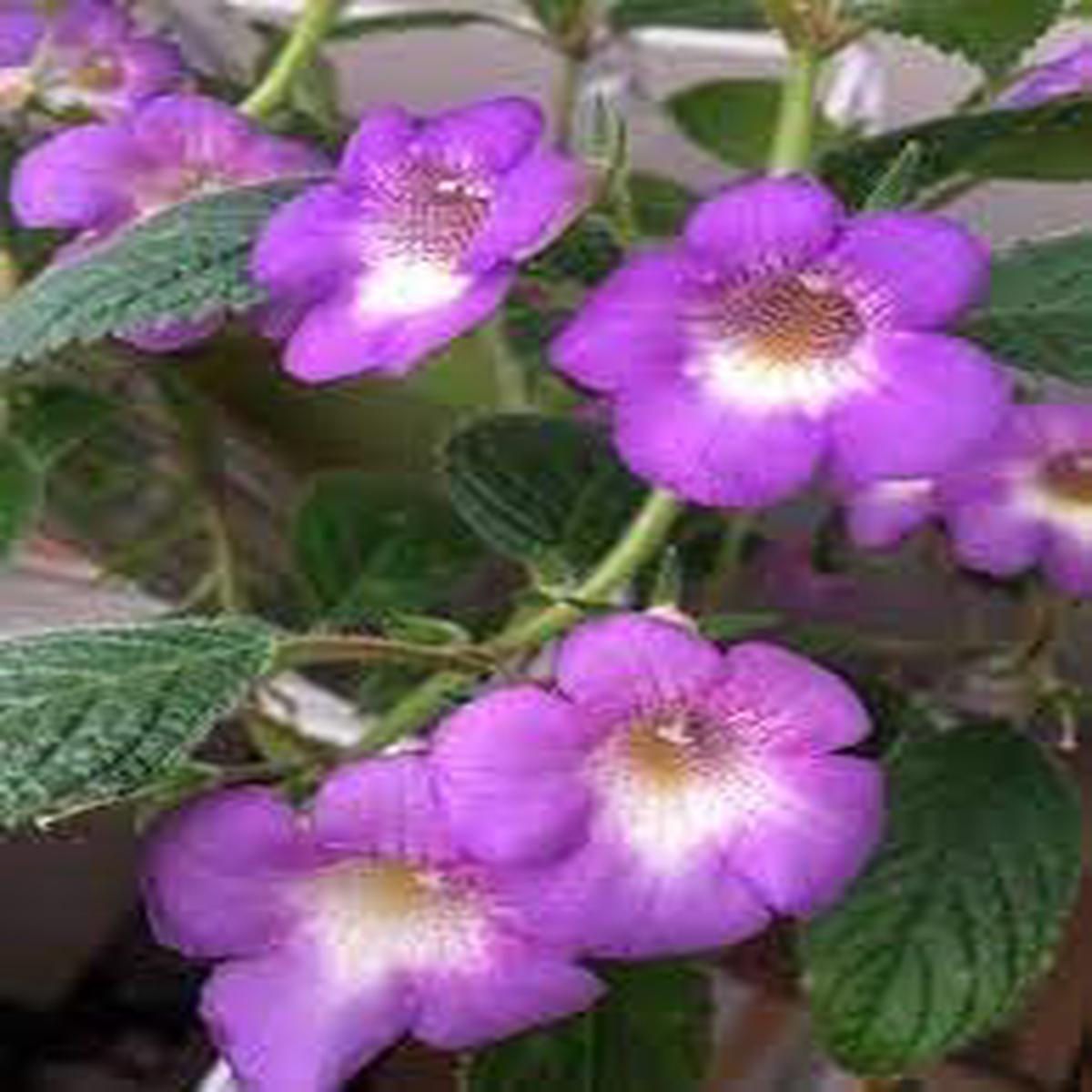 Achimenes Limoncello Flower Seeds for Planting ?? Heirloom, Non-GMO, Organic Garden Blooms