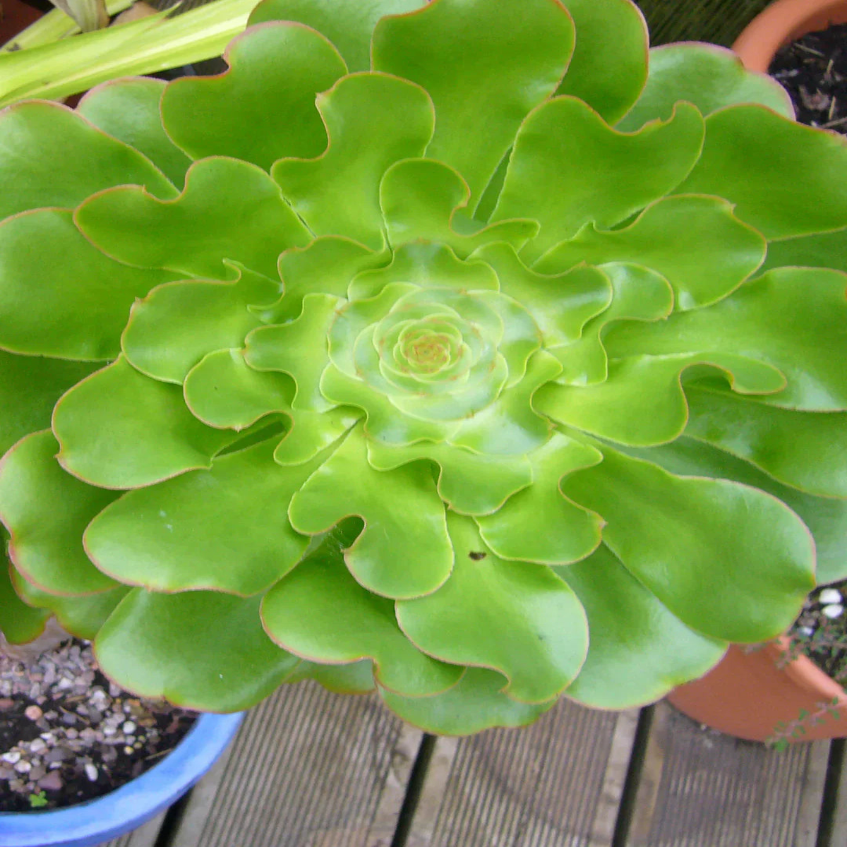 Aeonium Undulatum Plant Seeds, Premium Quality for Easy Planting