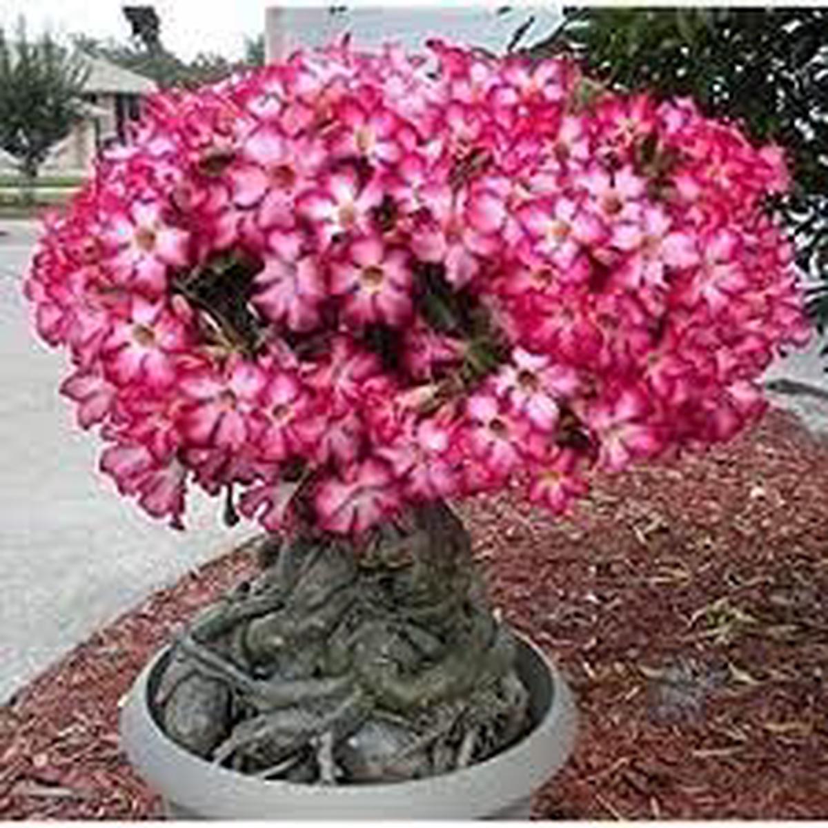 Adenium Obesum Flower seeds for Planting Compact Growth Heirloom & GMO Free Seeds for Home Garden