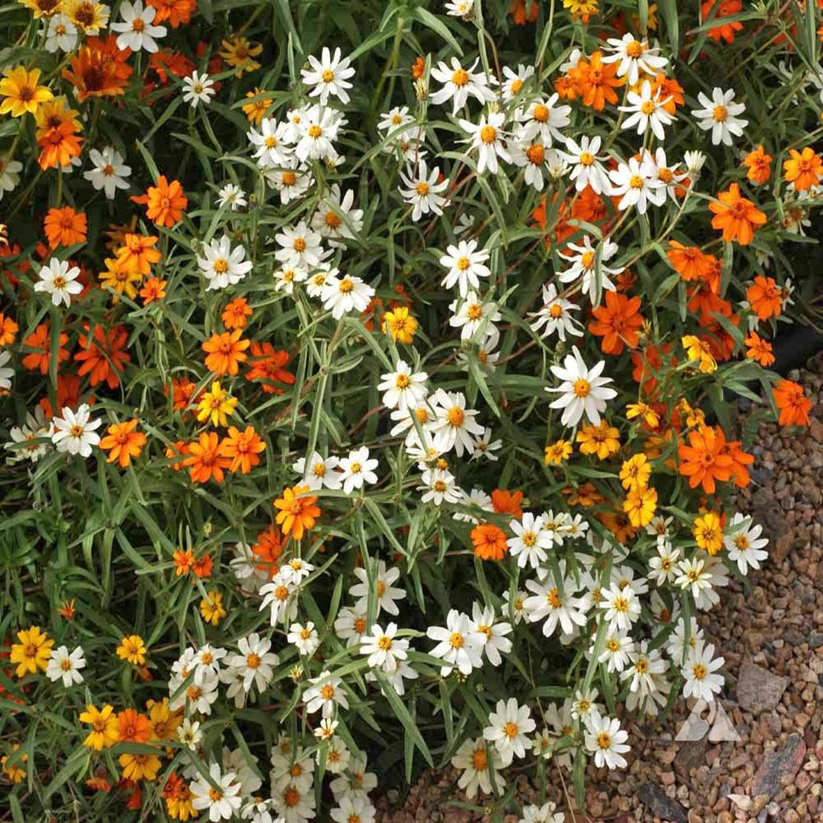 Zinnia linearis Mix Flower Seeds for Planting Heirloom, Non-GMO, Easy to Grow, Annual Blooms