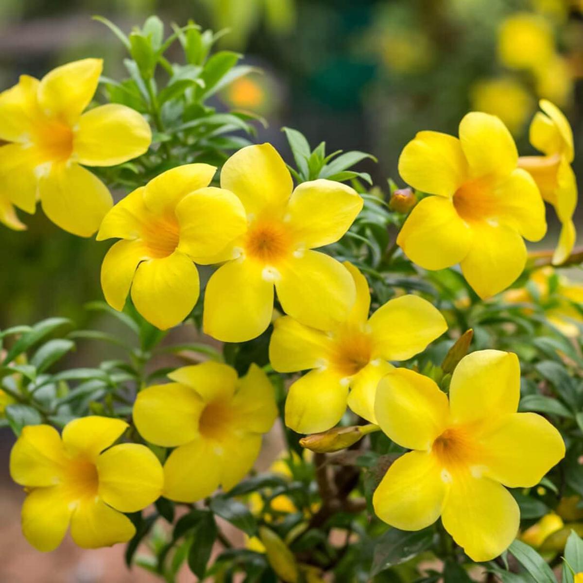 Allamanda Flower seeds for Planting Fragrant Blossoms Heirloom & GMO Free Seeds for Home Garden