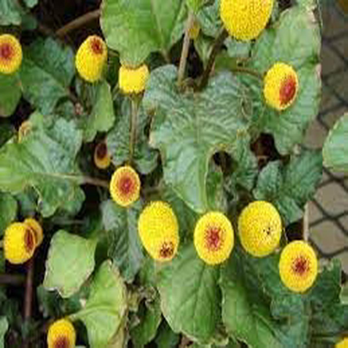 Acmella Flower Seeds for Planting Garden Favorite, Heirloom, GMO Free Organic Garden Seeds