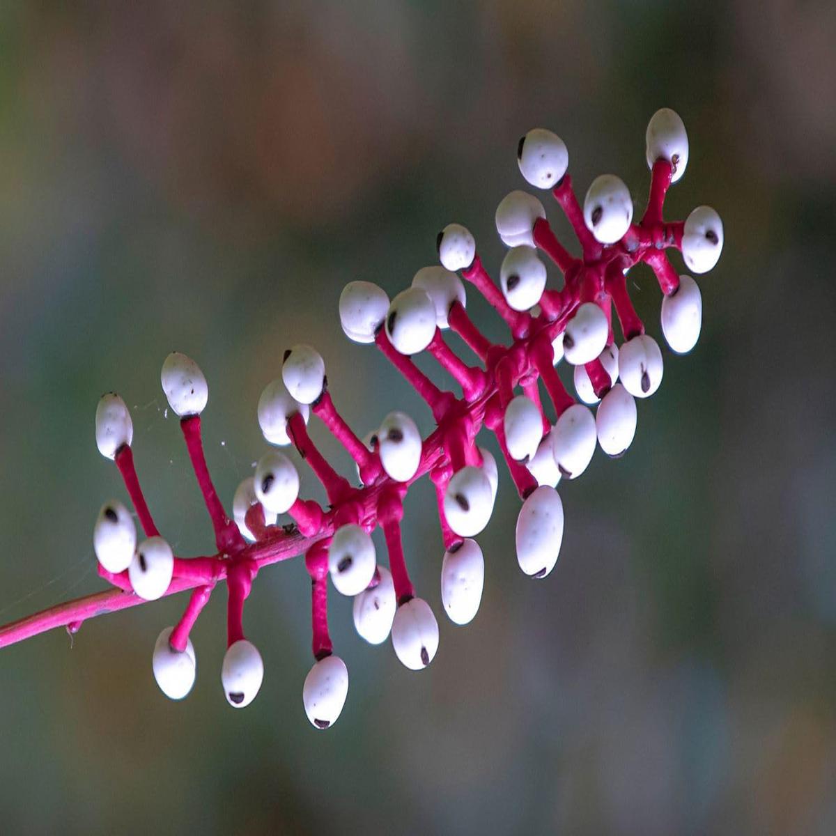 Actaea Pachypoda Flower Seeds Heirloom, Non-GMO, High Germination Unique Woodland Organic Garden Seeds for Planting