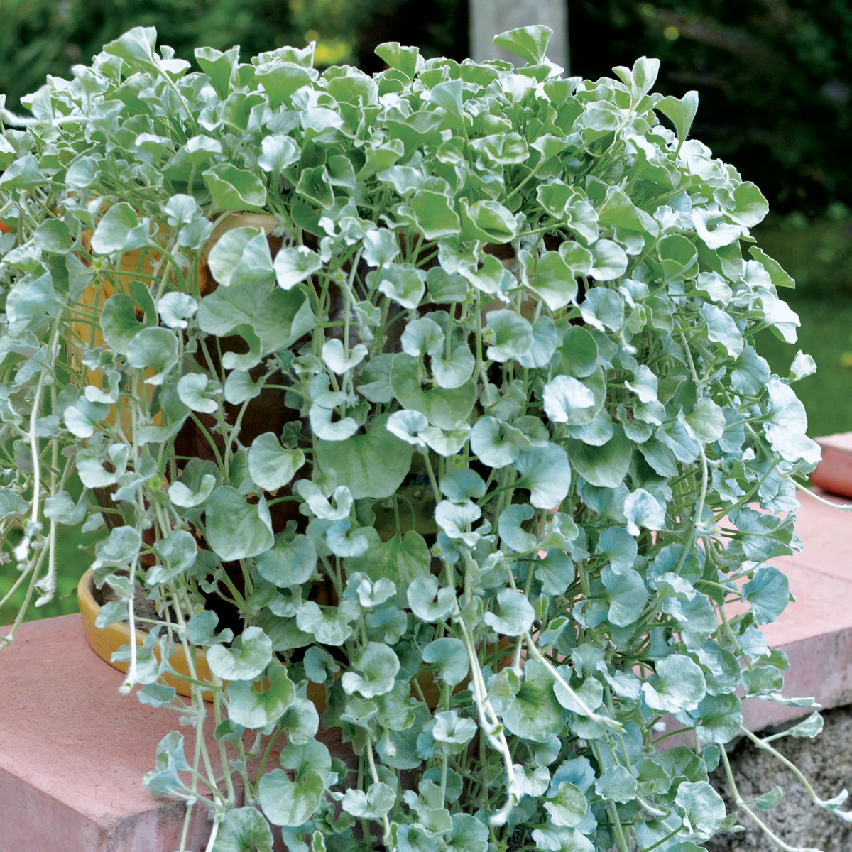 Dichondra Blue Seeds for Planting Organic, Heirloom, Non-GMO Trailing Plant Seeds