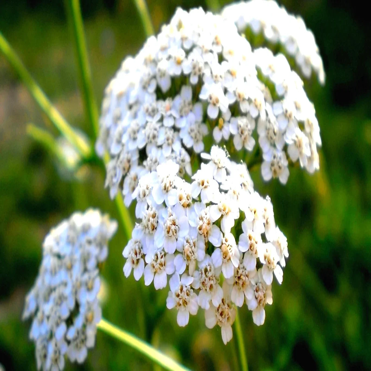 Achillea Millefolium Flower Seeds for Planting  Heirloom, Non-GMO, High Germination Colorful Display