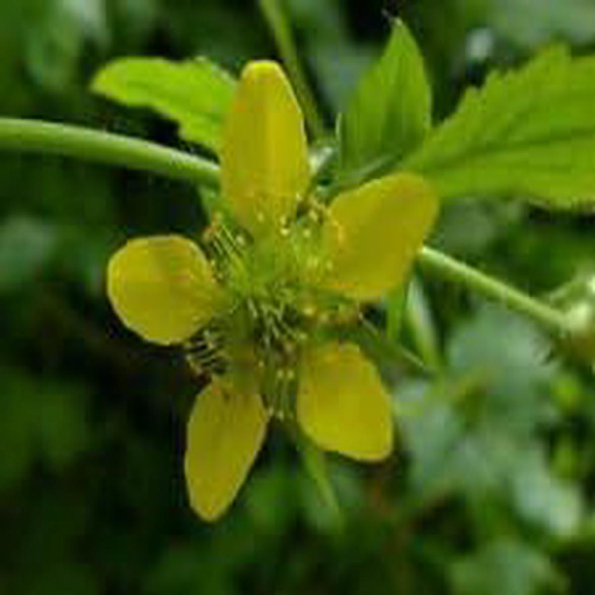 Yellow Wetland Seeds for Planting  Organic Heirloom Non-GMO Moist Soil Flower Seeds