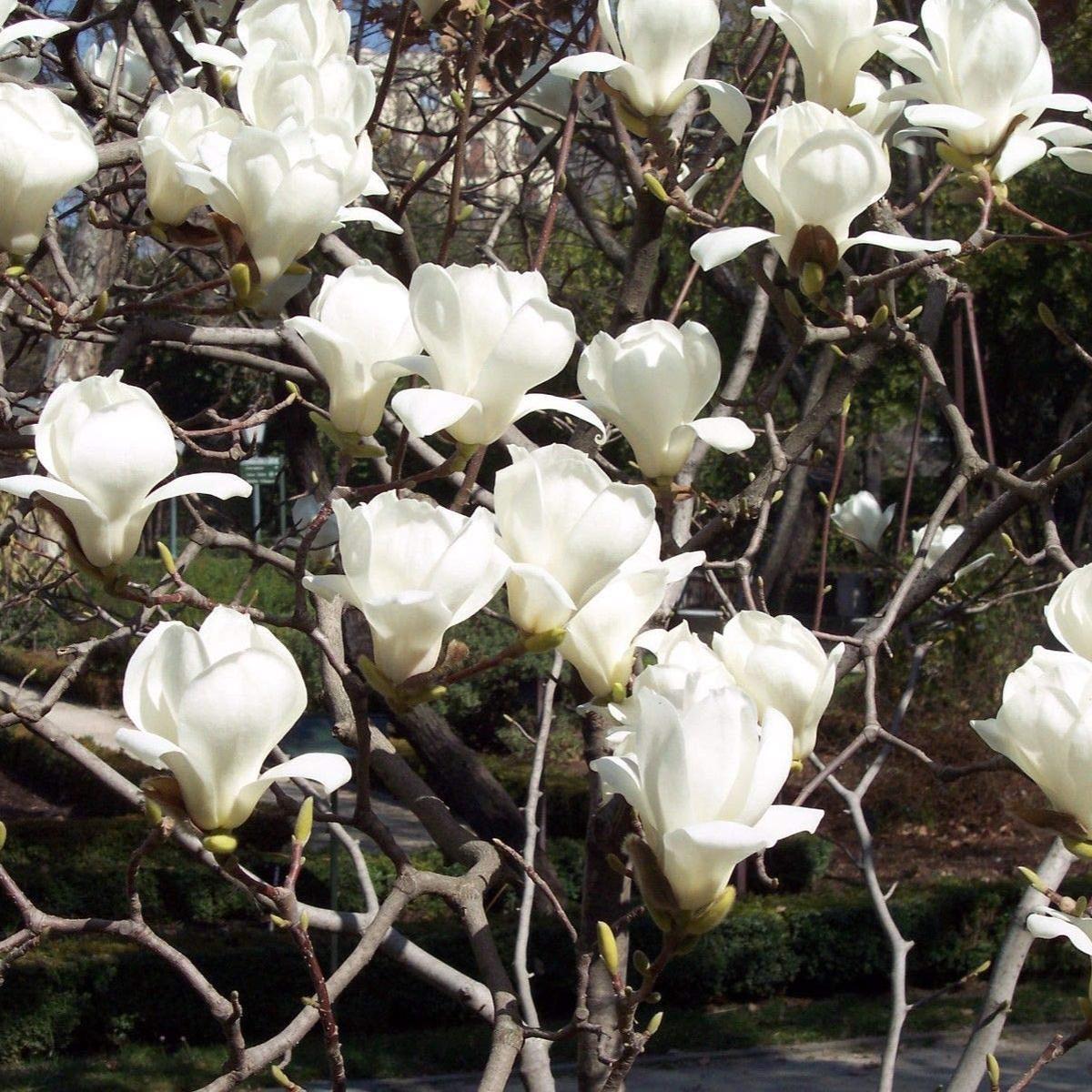 Yulan Magnolia (Magnolia denudata) Flower Seeds for Planting Heirloom, Non-GMO, Perennial Tree Variety