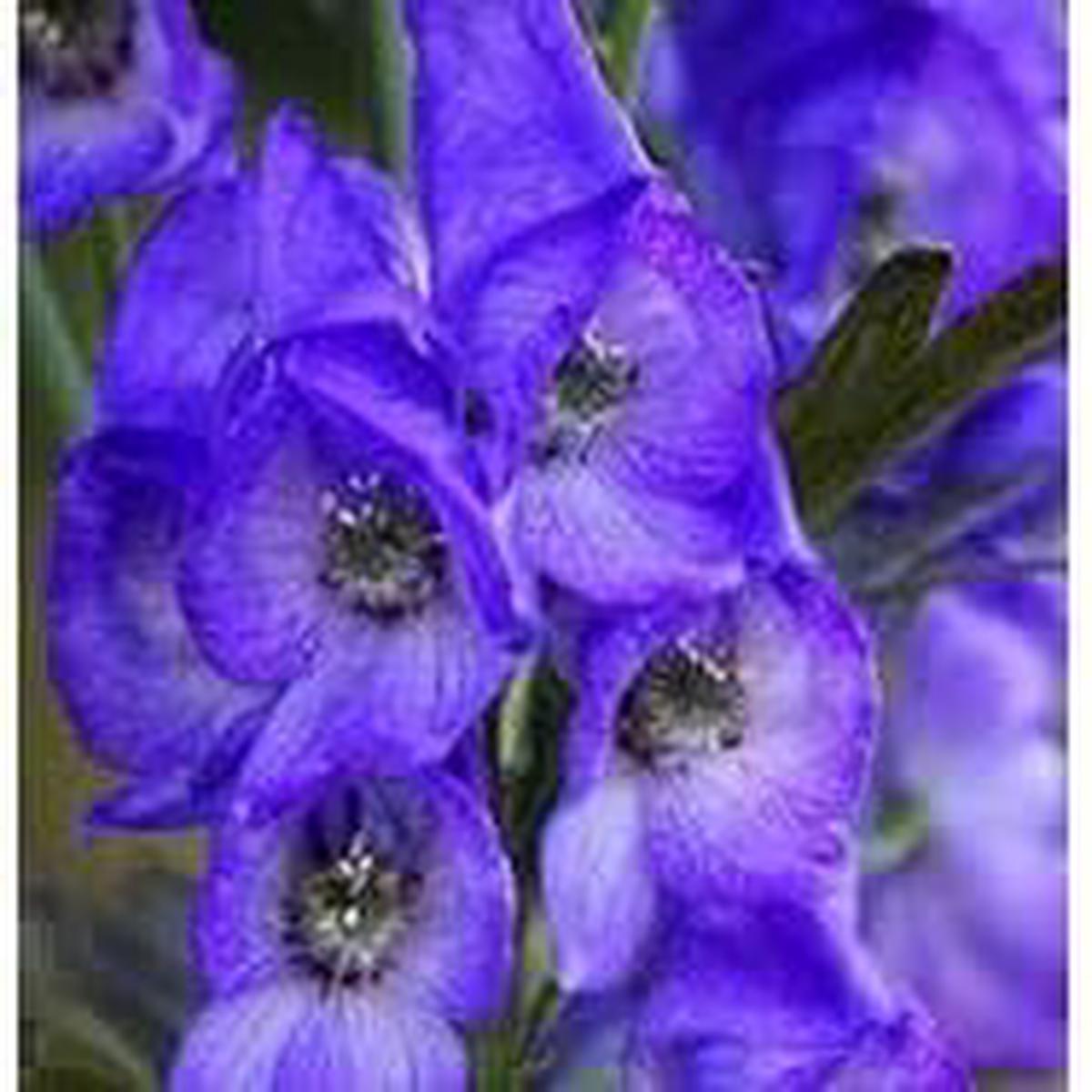 Aconite Flower Seeds for Planting - 100