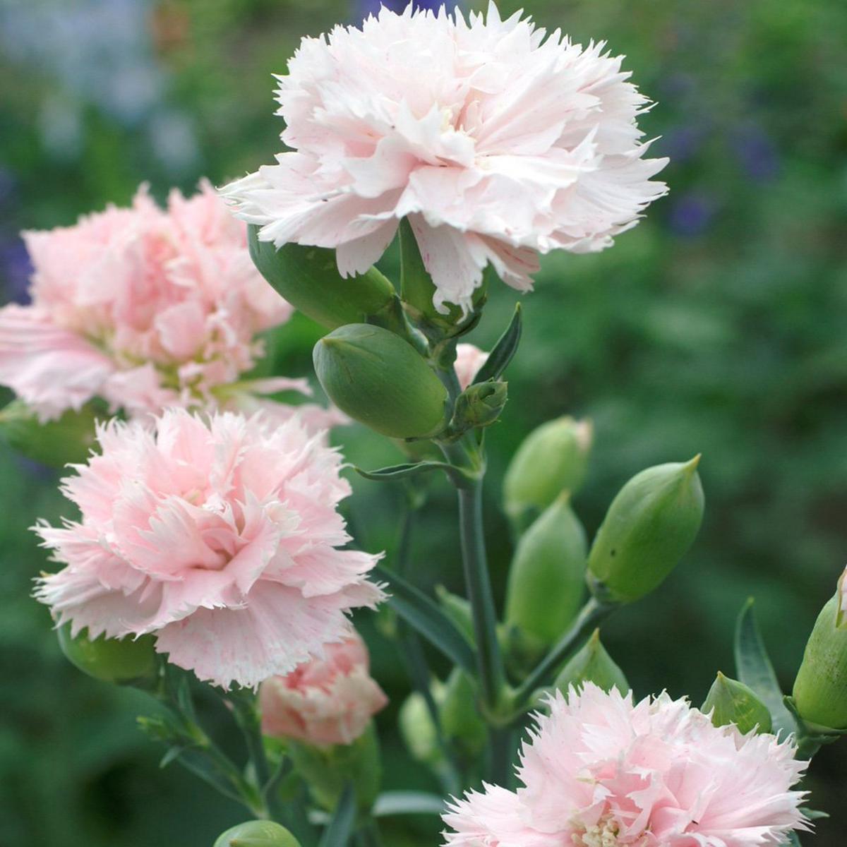 Caryophyllus Light Pink Flower Seeds  Organic, Heirloom, Non-GMO Seeds for Planting