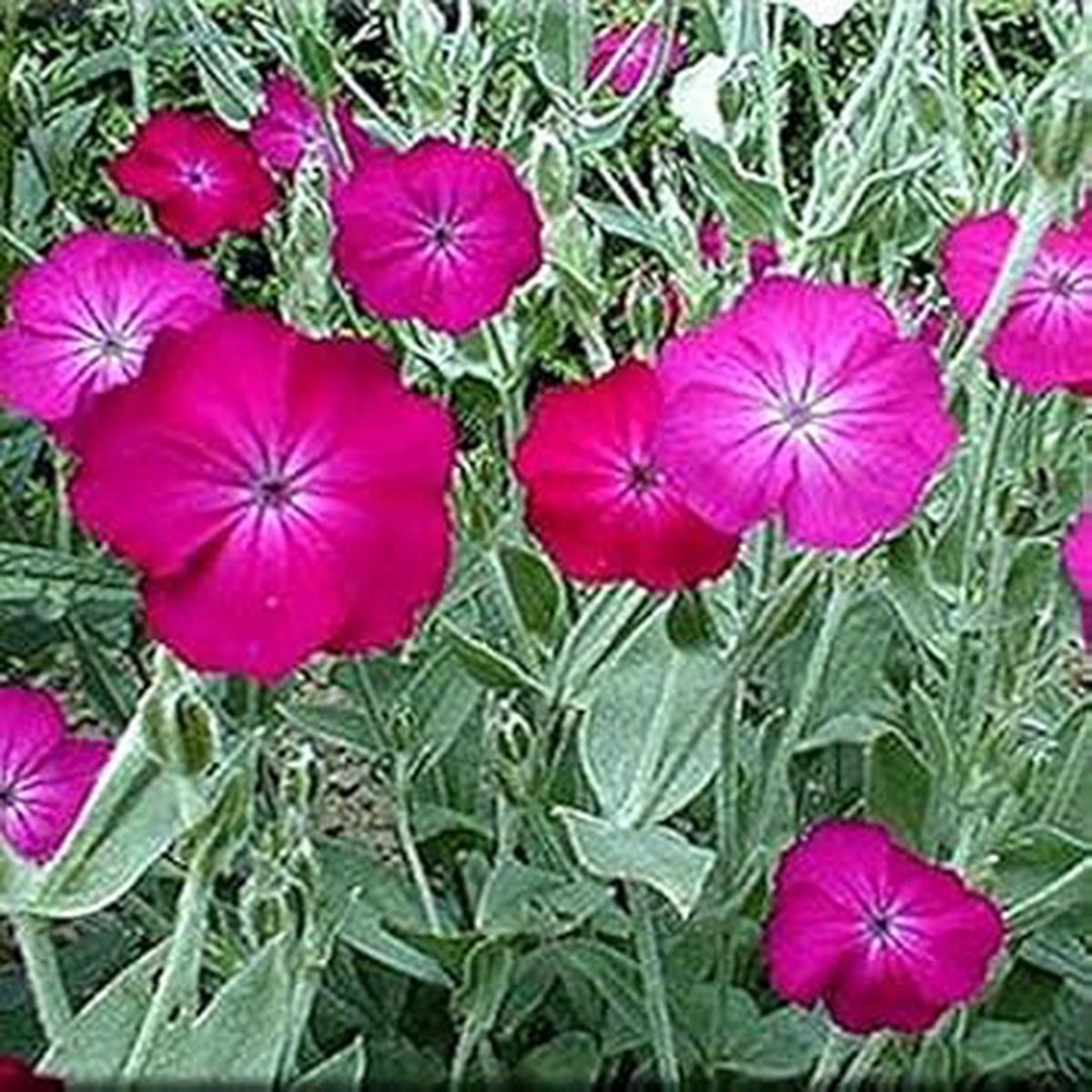 Pink Lychnis Seeds for Planting Organic, Heirloom, Non-GMO Flower Seeds
