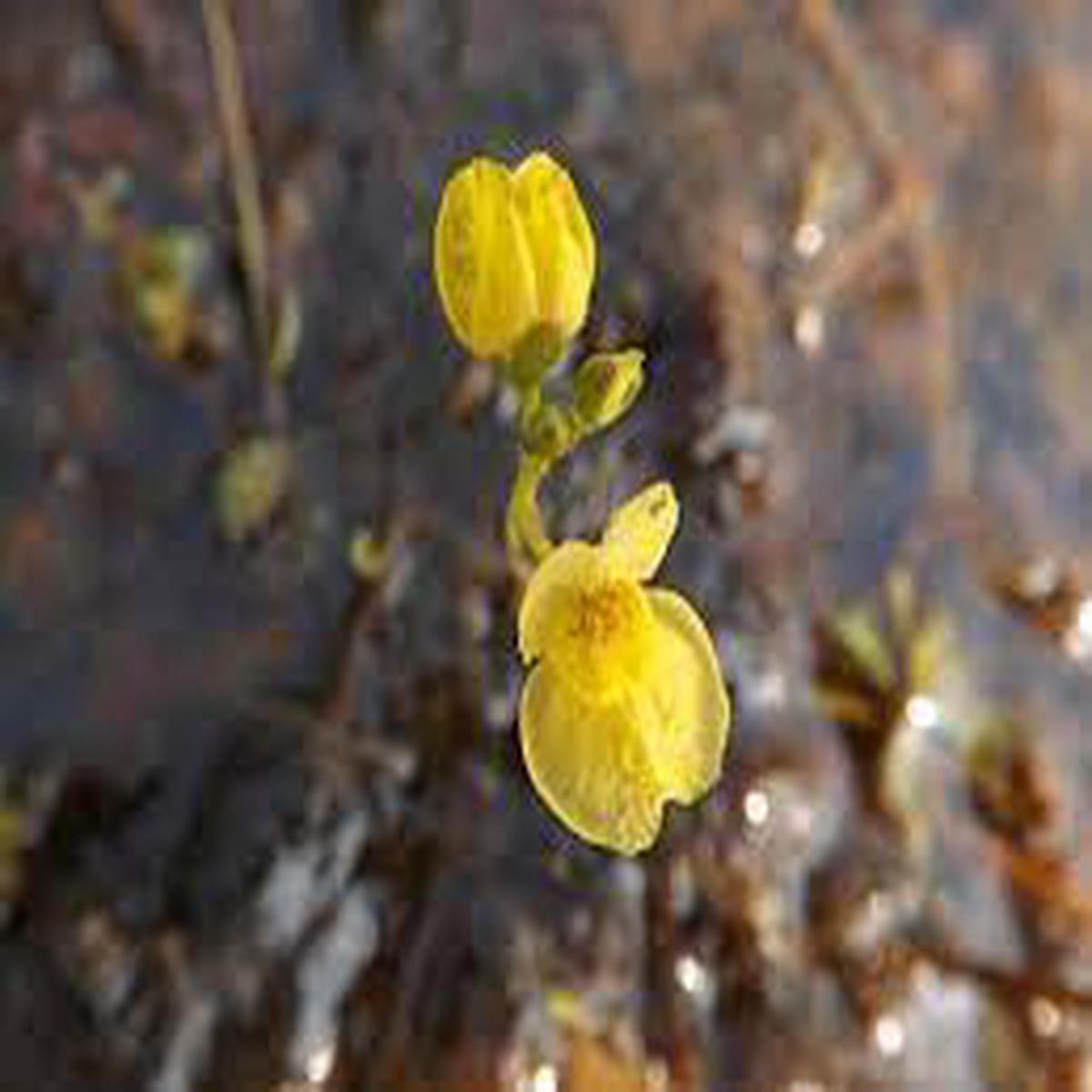 Yellow Utricularia Flower seeds for Planting - Easy to Grow, Heirloom & GMO Free Seeds for Home Garden