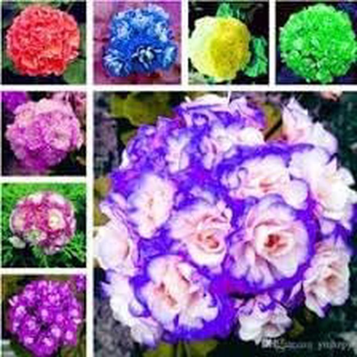 African Flower seeds for Planting - Shade Tolerant, Heirloom & GMO Free Seeds for Home Garden