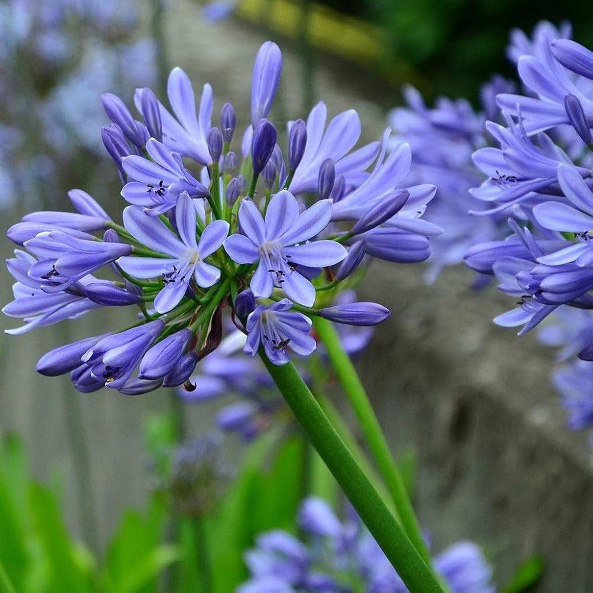 Agapanthus Flower Seeds for Planting  Heirloom Non-GMO, High Germination, Organic Garden Seeds