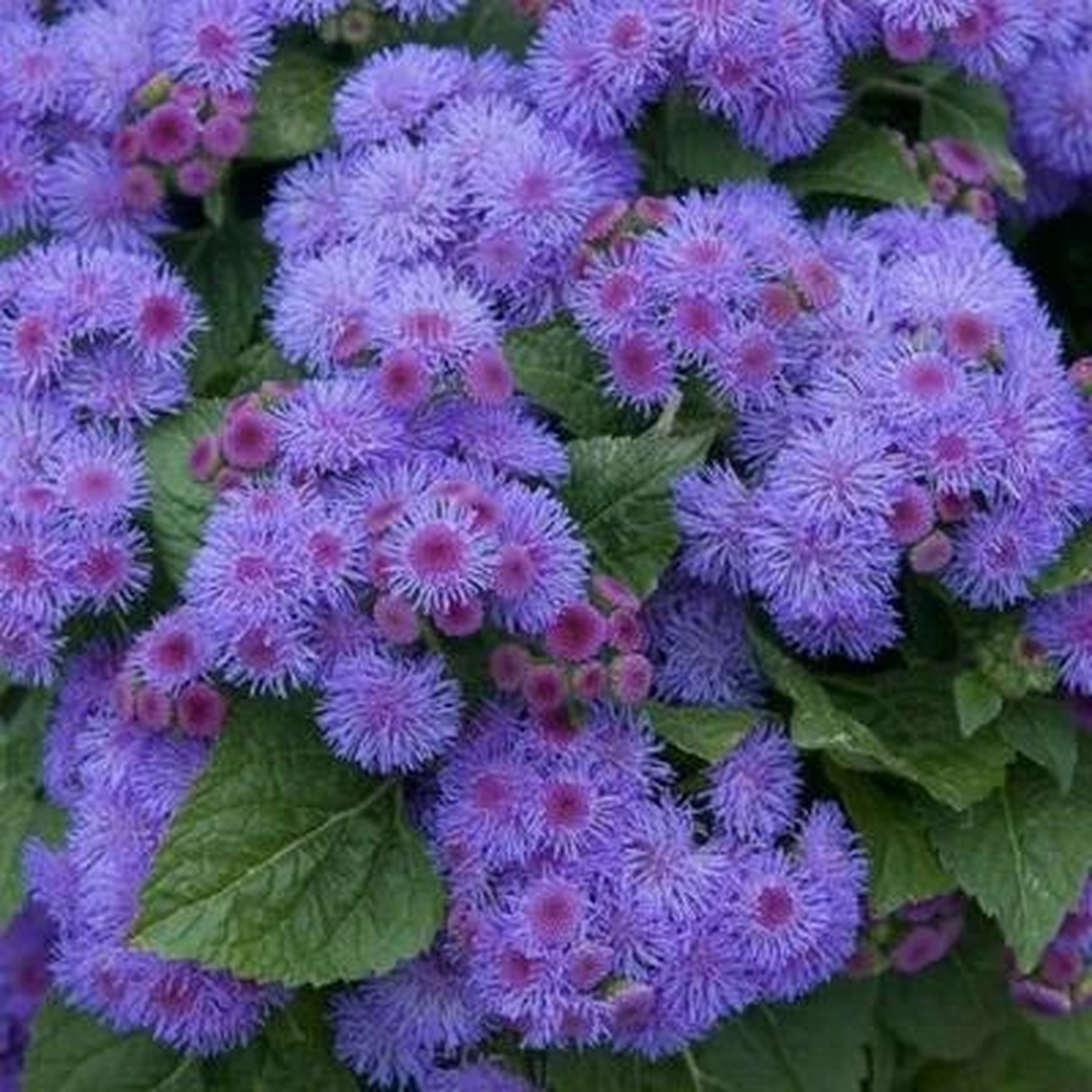 Ageratum BLUE MINK DWARF Floss Flower Purple Monarchs Love Non-GMO  Heirloom