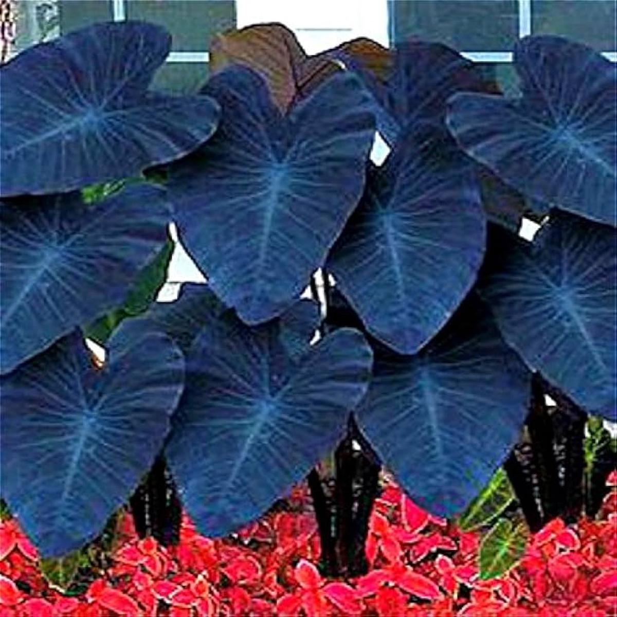 Alocasia Macrorrhiza Blue Plant Seeds for Planting  Striking Foliage for Indoor Containers and Garden Borders