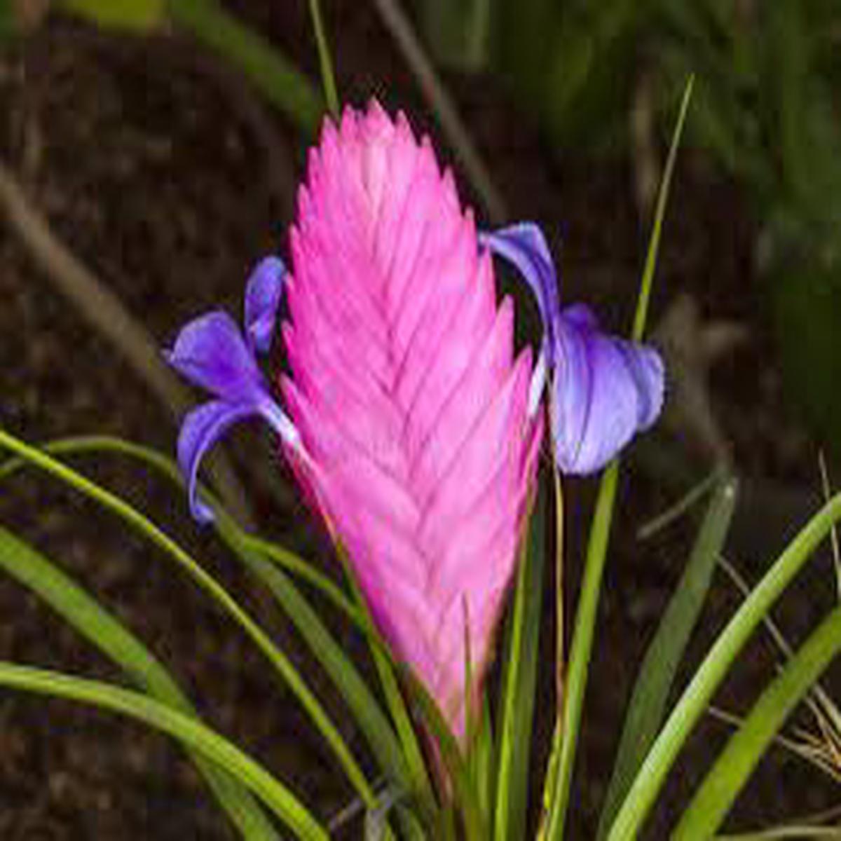 Bromeliad Tillandsia Flower Seeds for Planting Long Bloom Season, Heirloom & Non-GMO