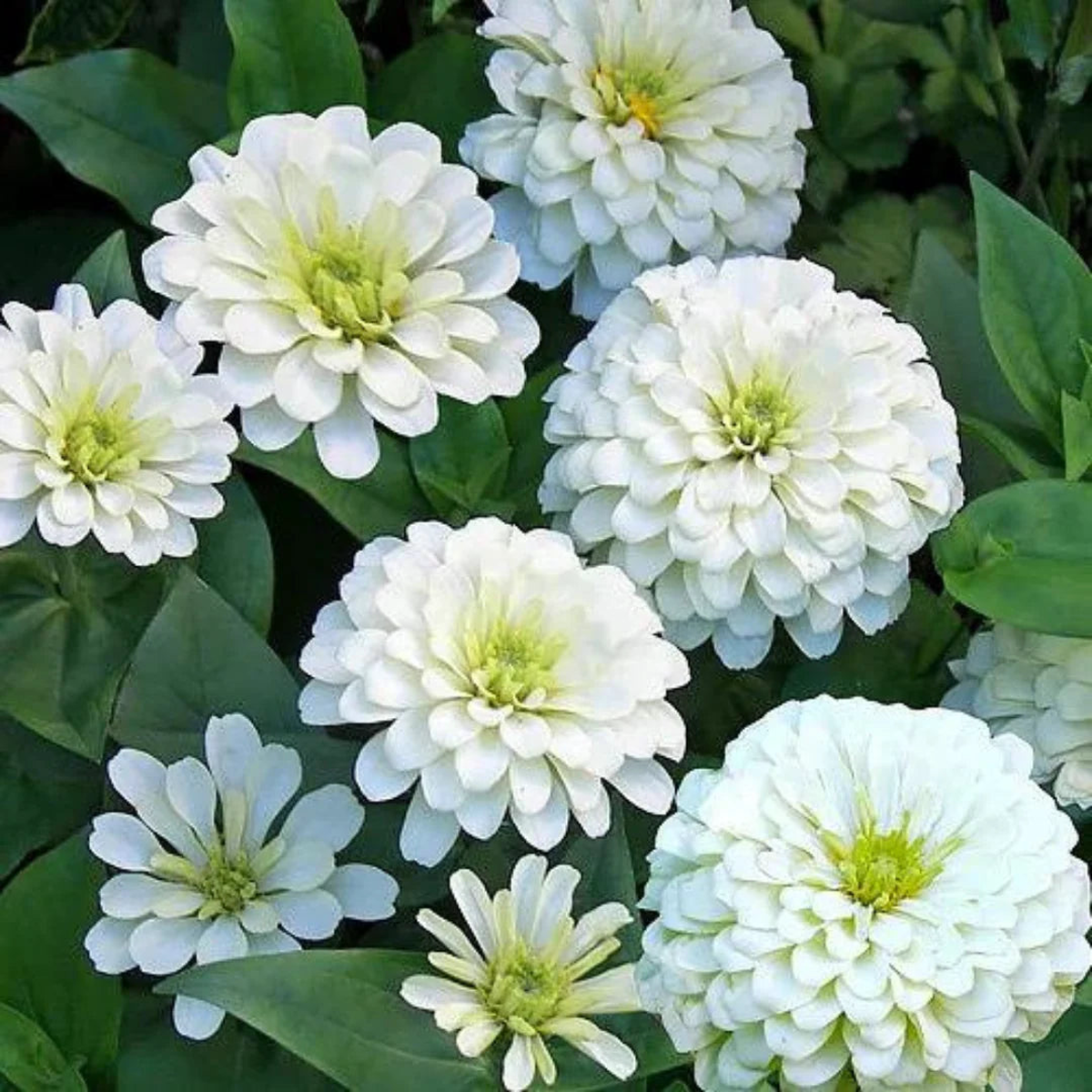 Zinnia Polar Bear Flower Seeds for Planting Heirloom, Non-GMO, Easy to Grow, Annual Blooms
