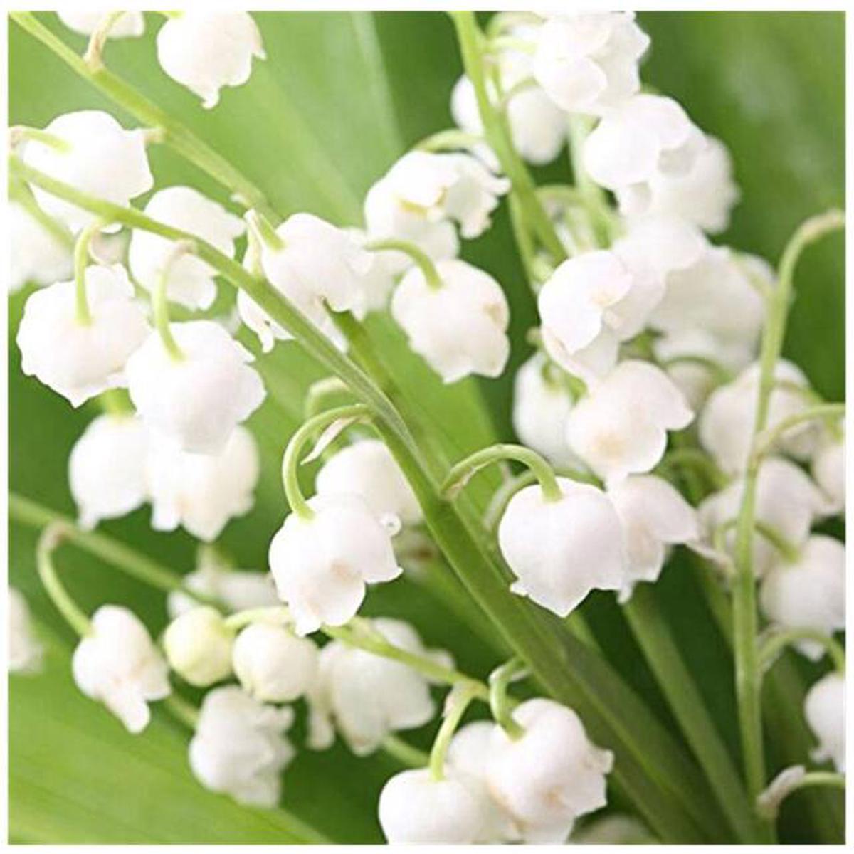 Heirloom Non-GMO Bell Orchid Flower Seeds for Planting Exotic Fragrant Indoor Garden Blooms