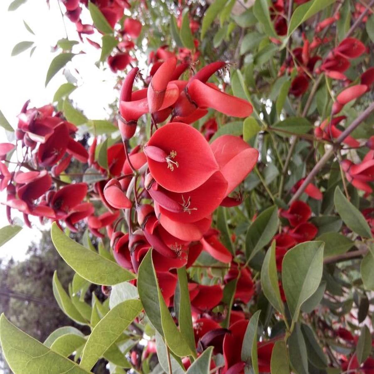 Heirloom Non-GMO Erythrina Crista-Galli Flower Seeds for Planting  Exotic Coral Tree Blooms for Tropical Gardens