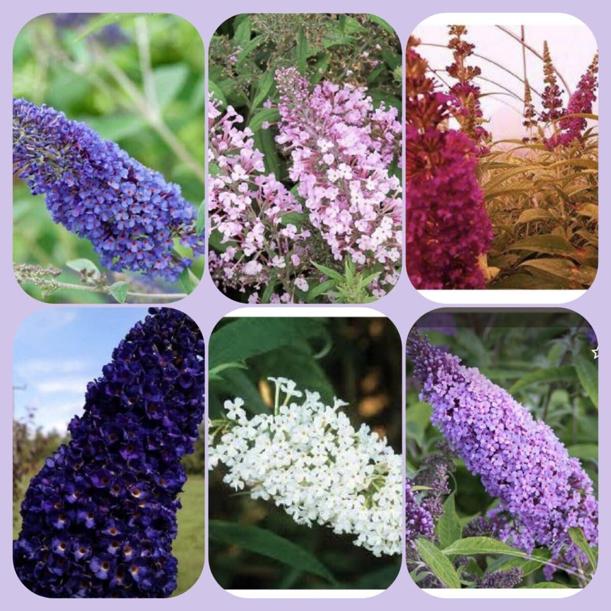 Heirloom Buddleia Flower Seeds for Planting  Non-GMO, High Germination Organic Garden Seeds