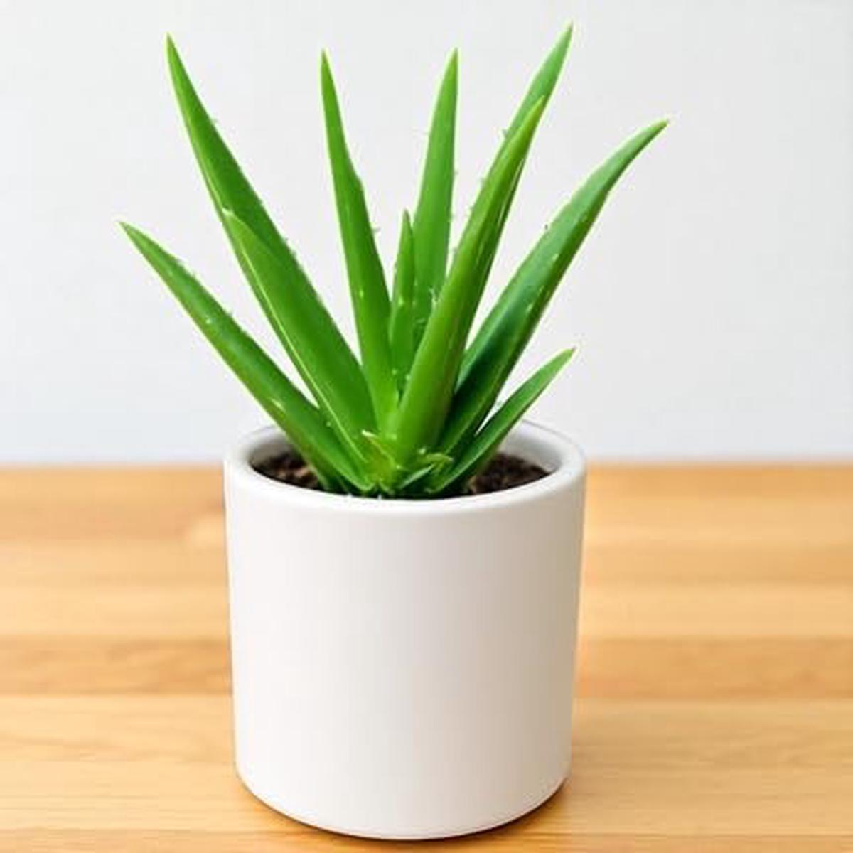 Aloe Vera - Heirloom, Non - Gmo Seeds
