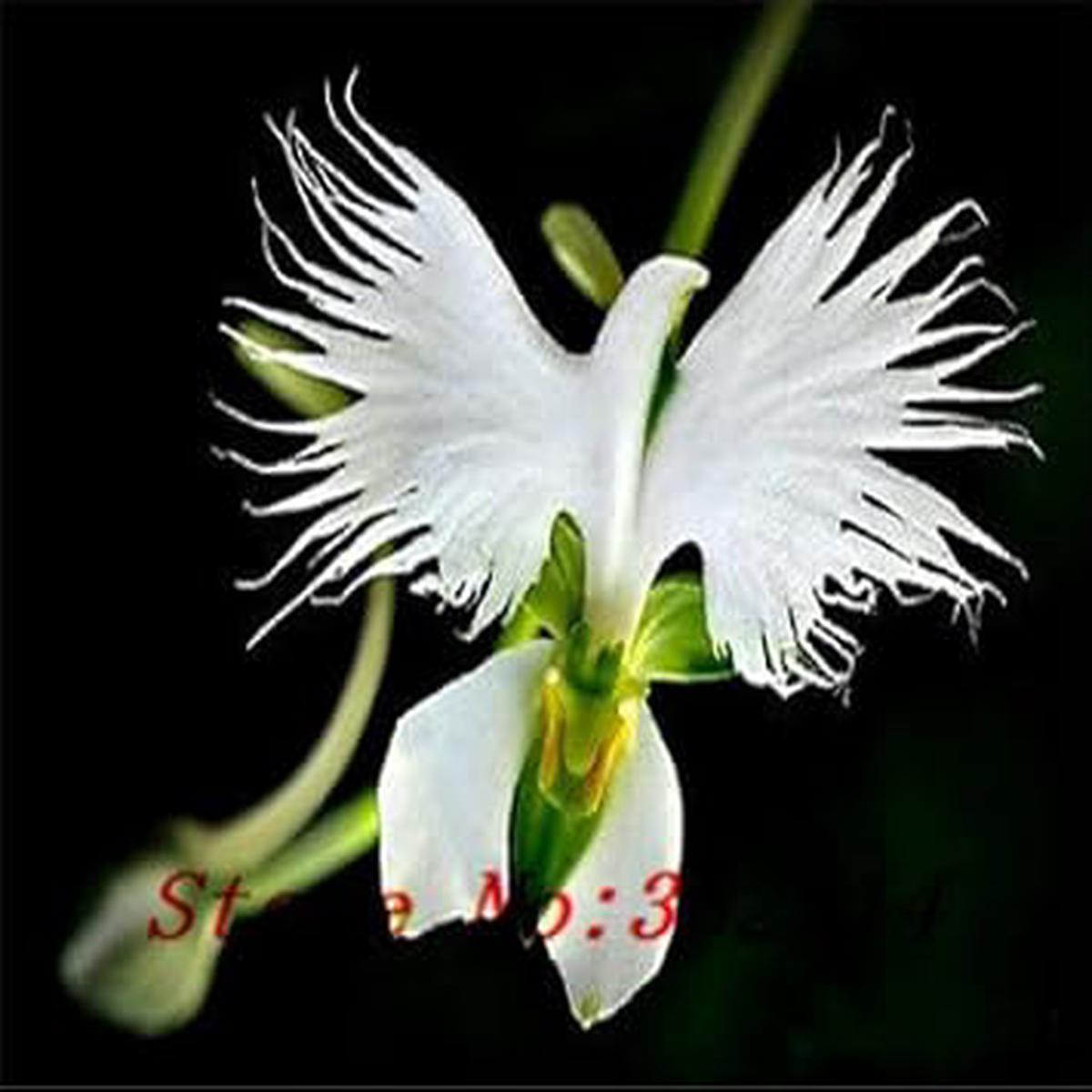 Organic White Egret Flower Seeds for Planting Heirloom, Non-GMO, Healthy