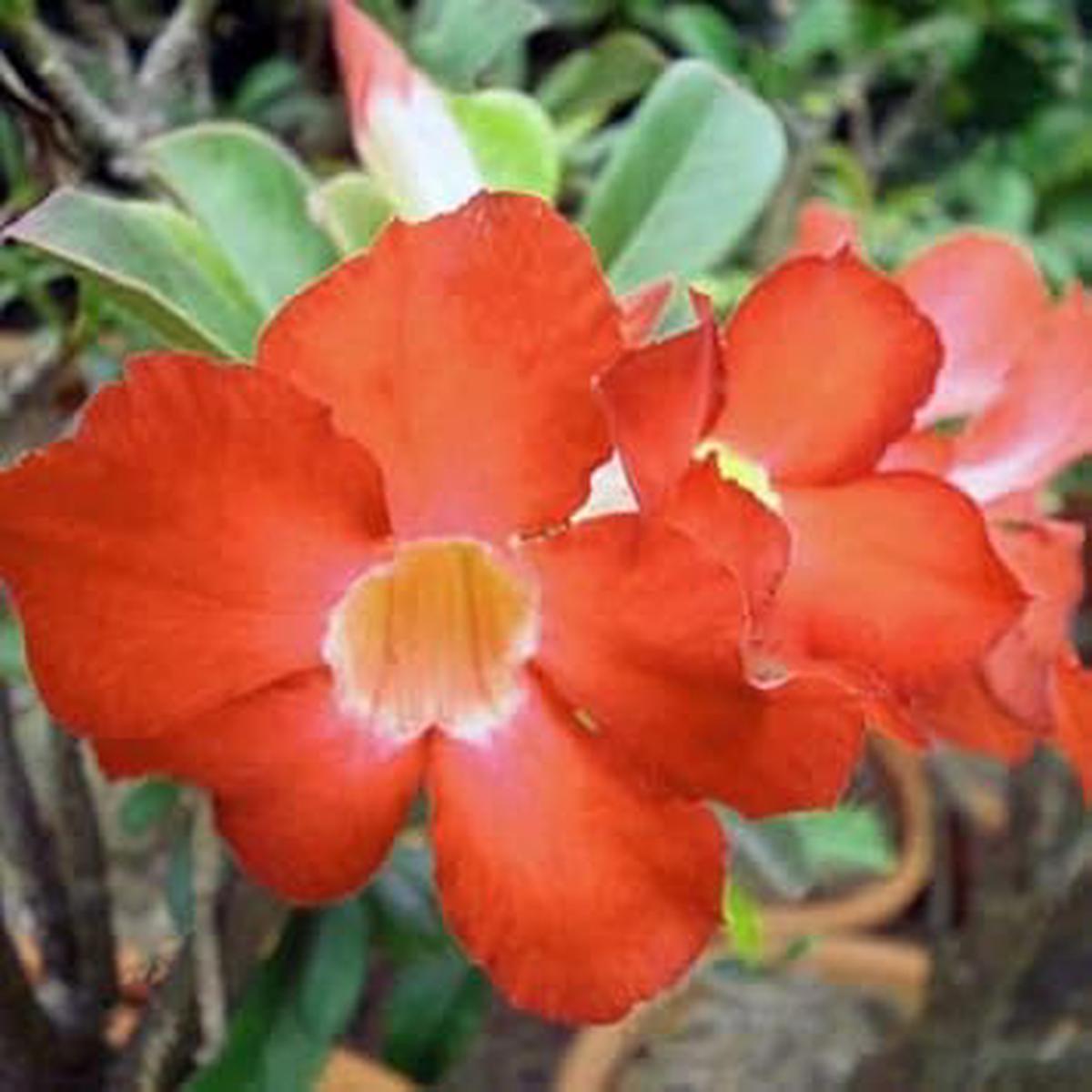 Adenium Obesum Orange Flower seeds for Planting - Pollinator Friendly, Heirloom & GMO Free Seeds for Home Garden