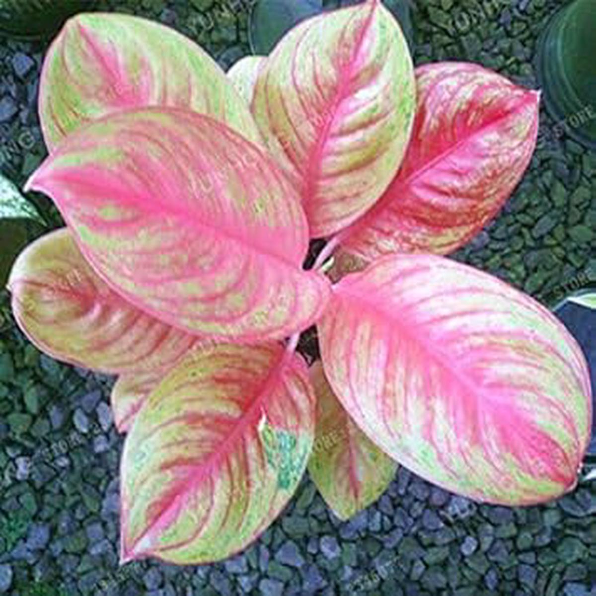 Aglaonema Pink Mix Flower Seeds for Planting  Non-GMO Heirloom Seeds, High Germination, Organic Garden