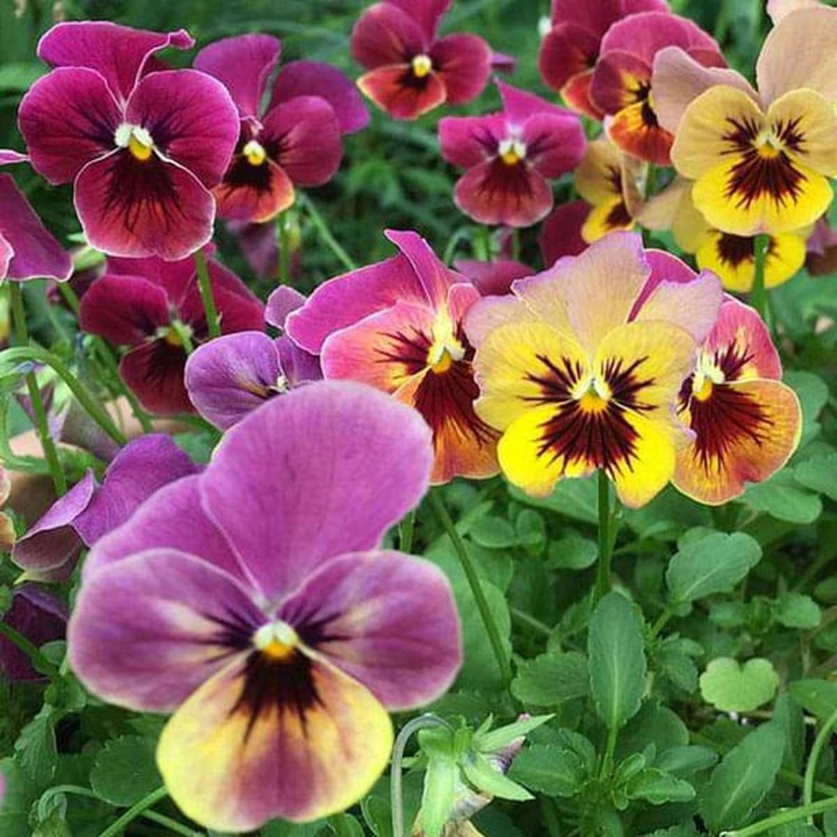Mixed Colors Pansy Flower Seeds for Planting  Sun Loving Heirloom Non-GMO, High Germination Organic Garden Seeds
