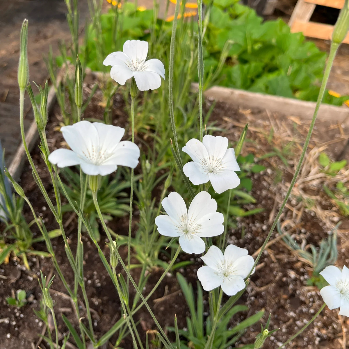 Agrostemma Ocean Pearl Flower seeds for Planting, Garden Favorite Heirloom & GMO Free Seeds for Home Garden