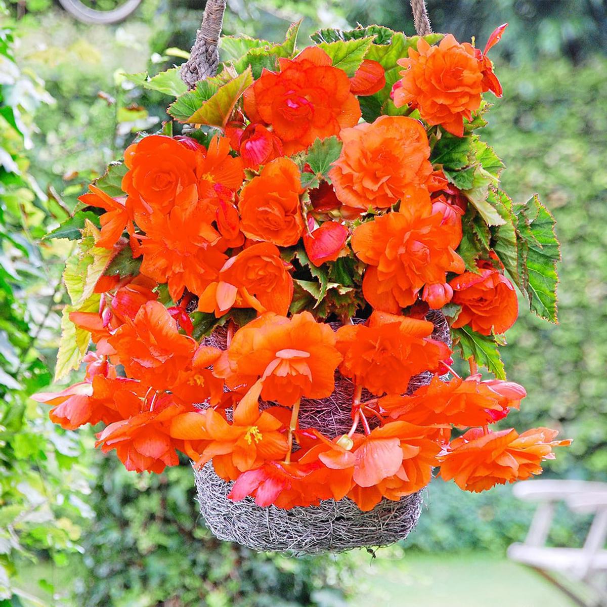 Orange Gloxinia Flower Seeds for Planting  Heirloom, Non-GMO, High Germination Organic Garden Seeds
