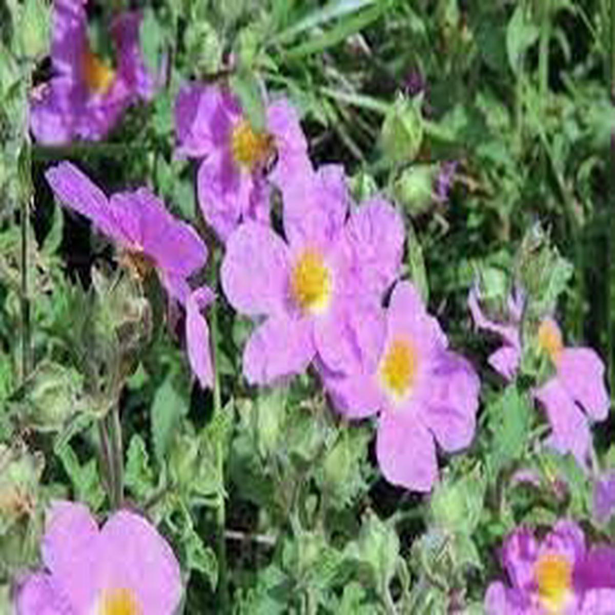 Zistrose Flower seeds for Planting - Easy to Grow, Heirloom & GMO Free Seeds for Home Garden