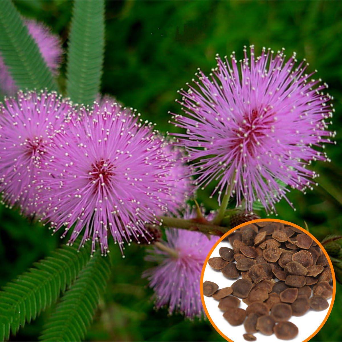 Acacia Baileyana Flower Seeds for Planting Heirloom, Non-GMO, High Germination Organic Garden Seeds