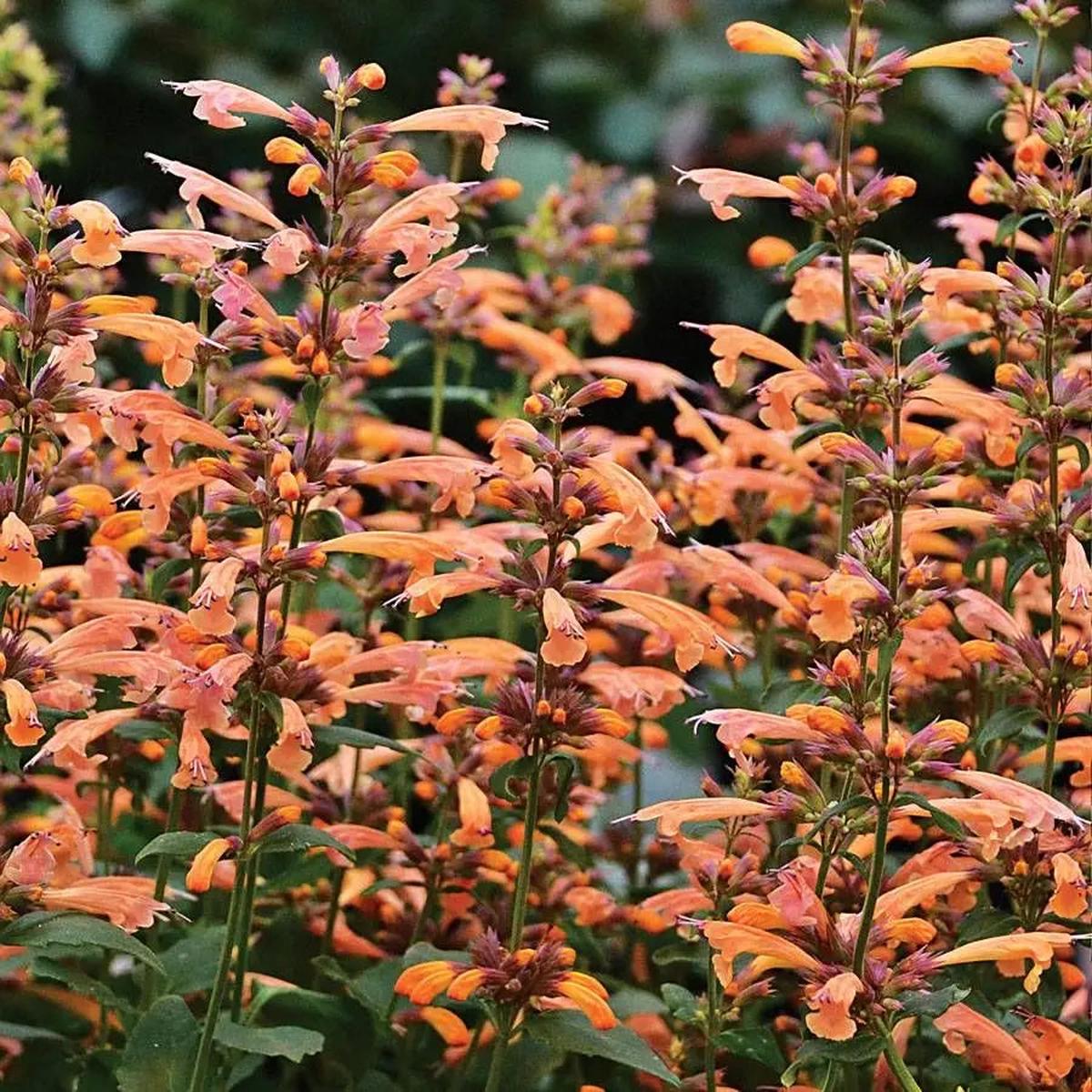 Agastache Arizona Sunset Flower seeds for Planting, Perfect for Borders Heirloom & GMO Free Seeds for Home Garden