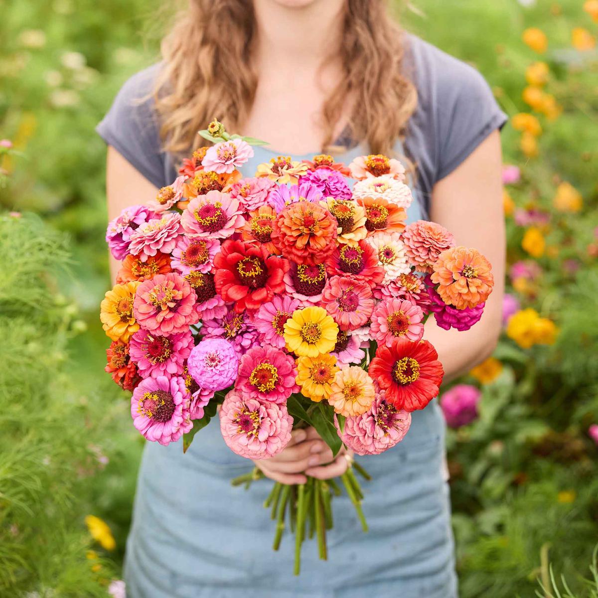 Zinnia Seeds - Pumila / Cut & Come Again Mix