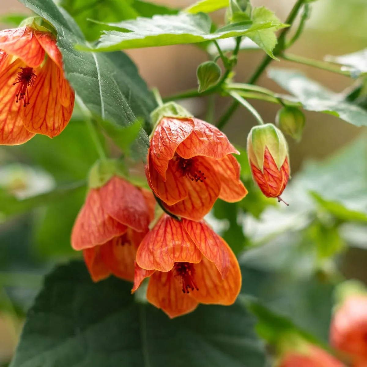 Abutilon Hybridum Flower Seeds - Complete Planting