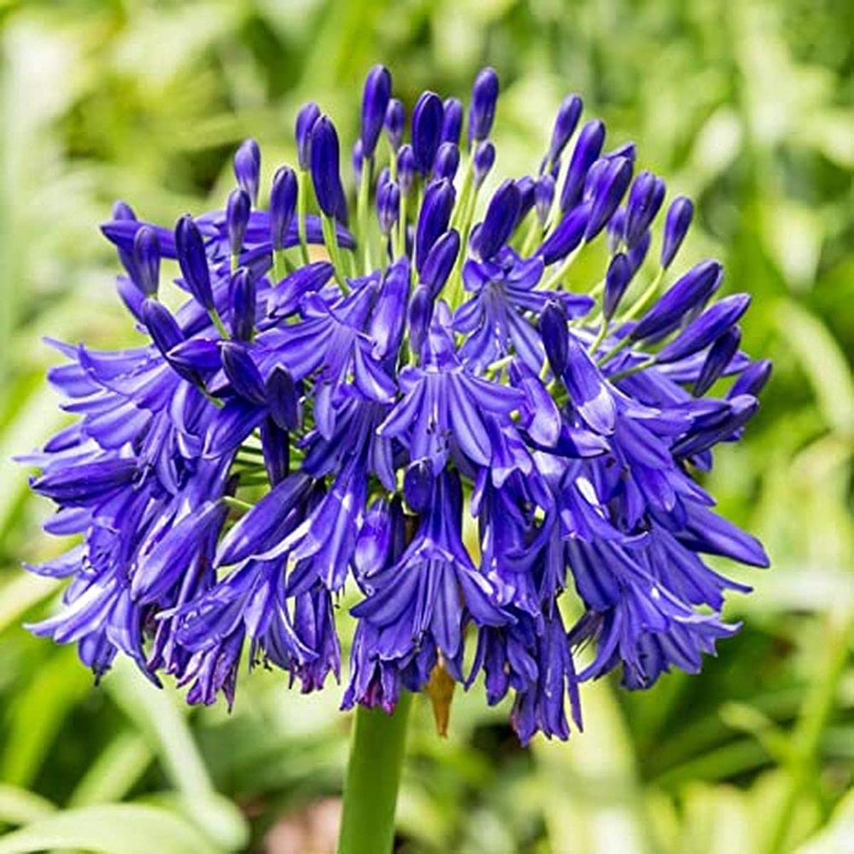 Agapanthus Purple Lily Flowering Seeds, Exotic lily of the Nile for garden borders