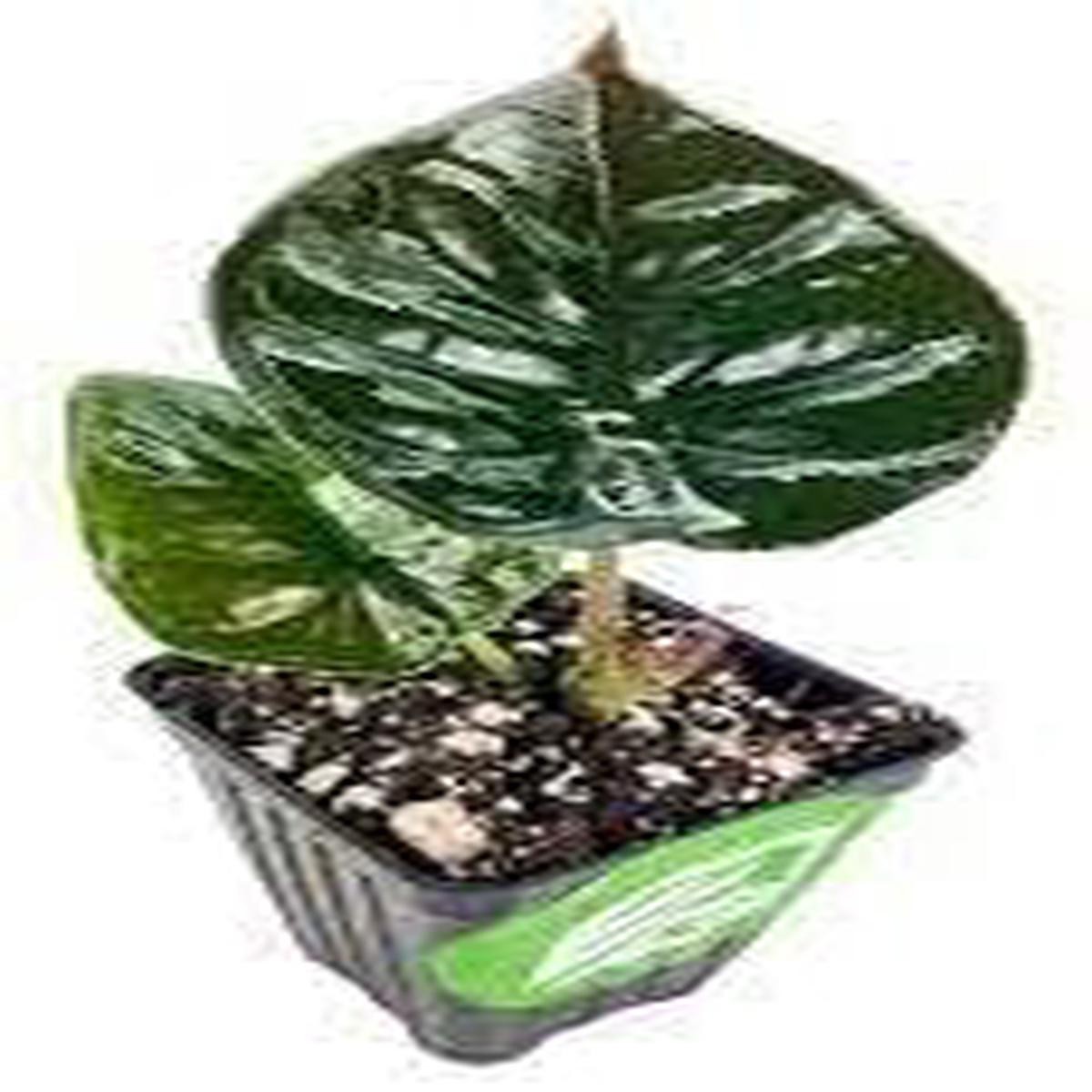 Alocasia Plant Seeds  Heirloom, Non-GMO, High Germination Exotic Organic Garden Seeds for Planting