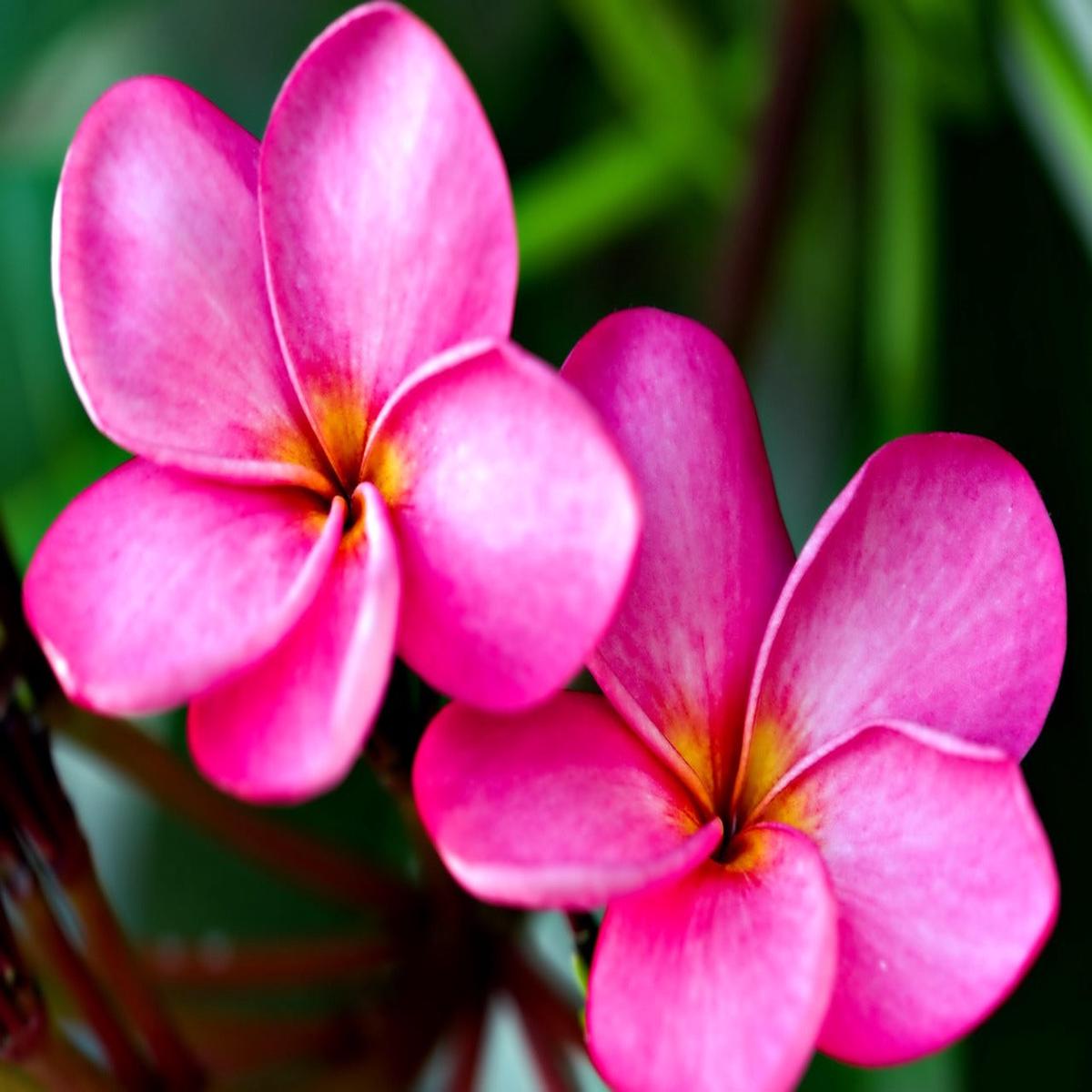 Pink Frangipani Flower Seeds for Planting  Heirloom Non-GMO, High Germination Organic Garden Seeds