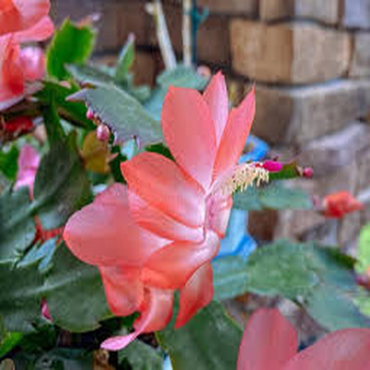 Zygocactus Peach Flower Seeds for Planting  Low Maintenance, Heirloom, Non-GMO, High Germination