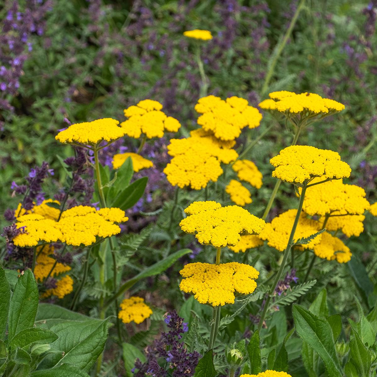 Achillea 'Coronation Gold' Seeds for Planting  Heirloom, Non-GMO, Bright Yellow, Perennial
