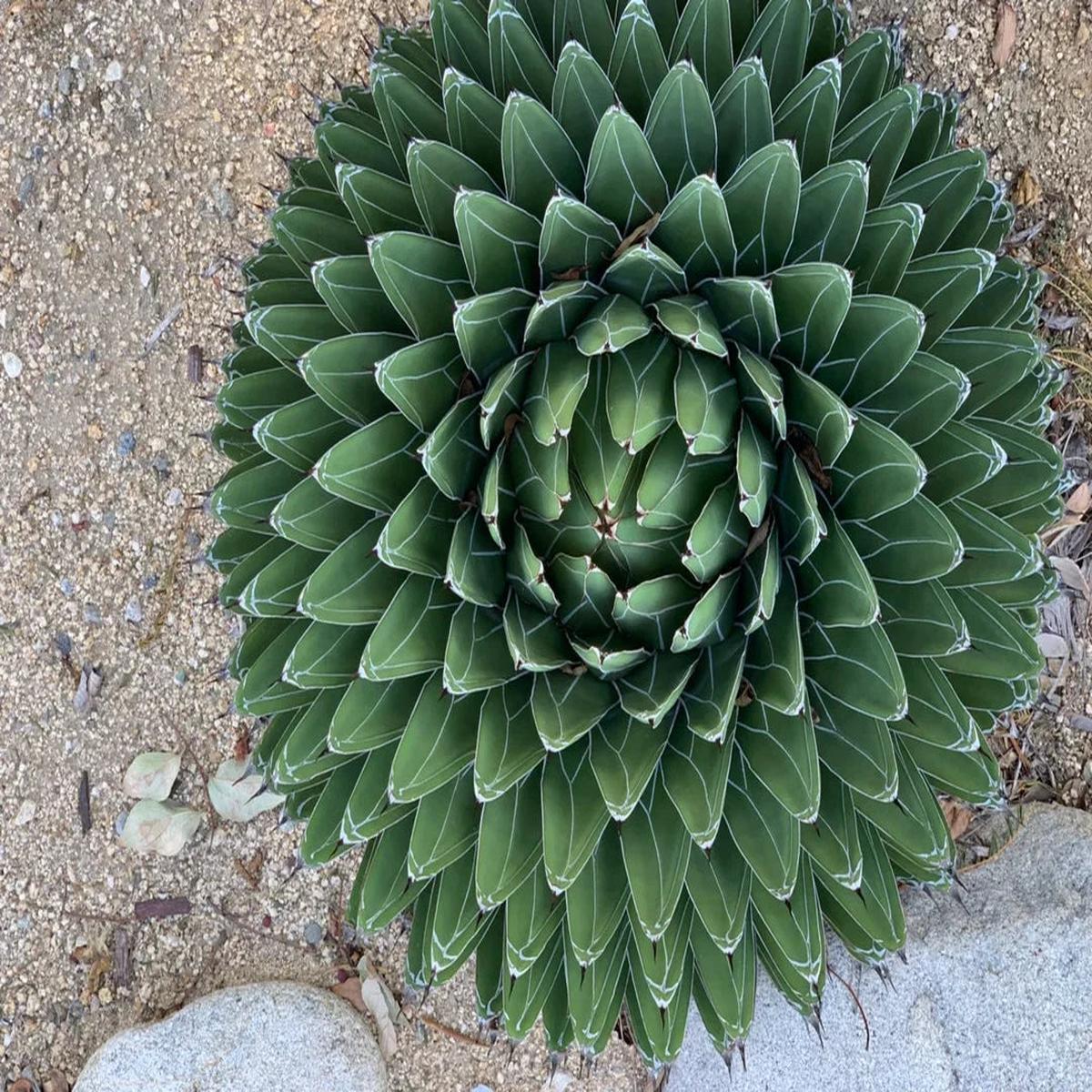 Agave Victoriae Flower seeds for Planting Compact Growth Heirloom & GMO Free Seeds for Home Garden