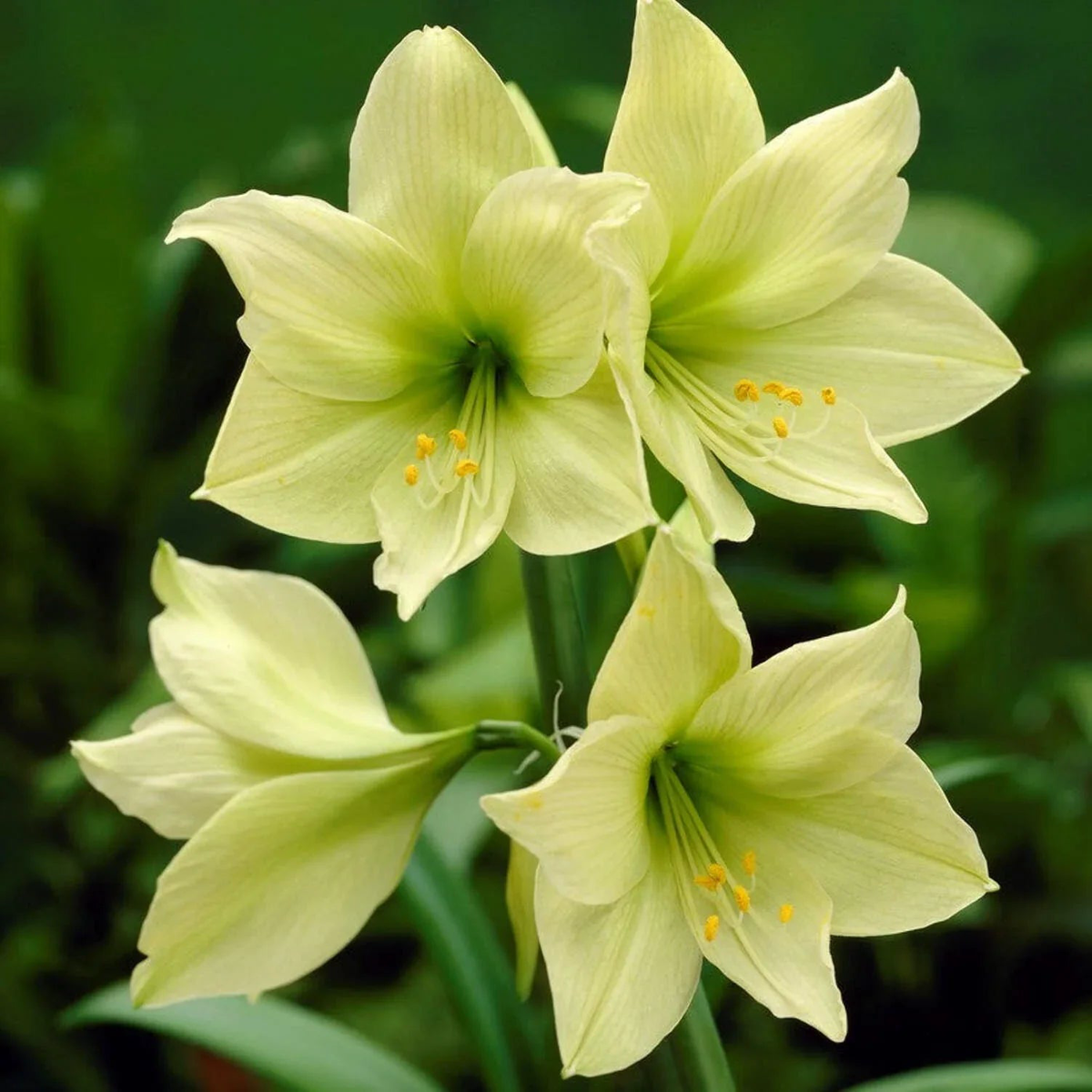 Light Green Amaryllis Flower Seeds for Planting Bright Blooms, Heirloom, Non-GMO Home Garden
