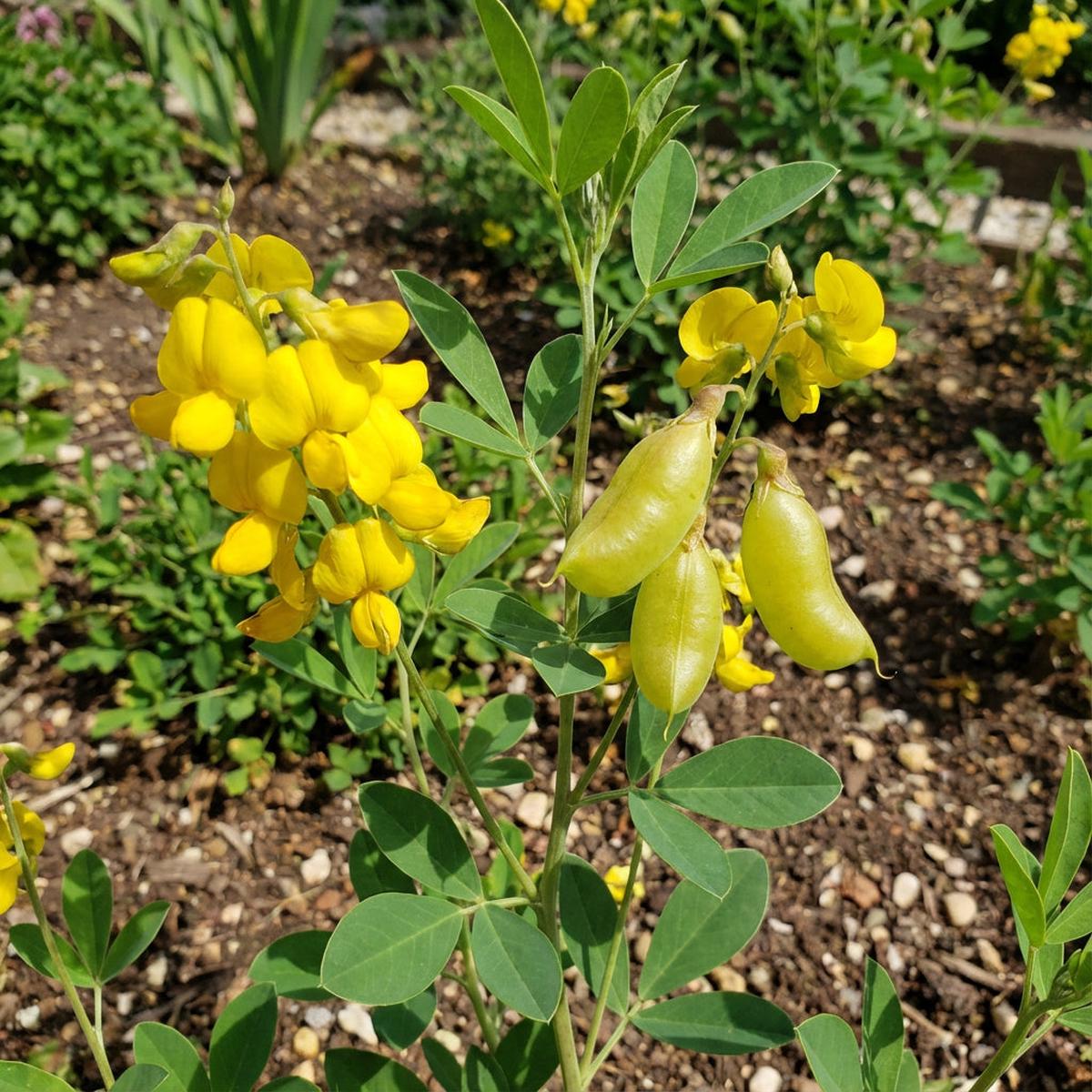 Yellow Smooth Rattlebox Plant Seeds Planting Unique