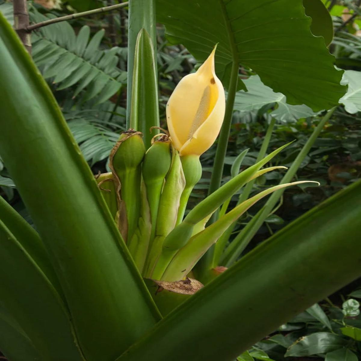 Alocasia Flower Seeds for Planting  Heirloom Non-GMO, High Germination Organic Garden Seeds